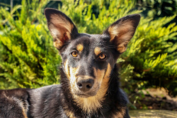 Portrait of an adorable dog on a sunny day against a green garden.