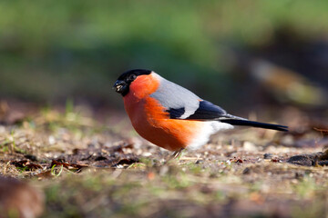 Fototapeta premium Goudvink, Bullfinch, Pyrrhula pyrrhula
