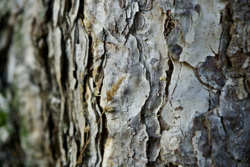 Tree bark with blade of grass.