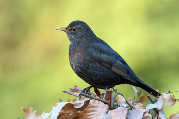 Merel, Common Blackbird, Turdus merula