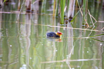 One nestling fulica atra bird swims in a pond among the reeds. Green reeds are reflected in the water.