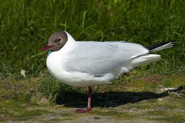 Kokmeeuw, Common Black-headed Gull; Croicocephalus ridibundus