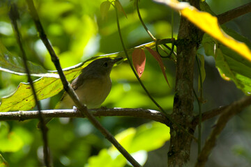 Grijsnekjery, Common Jery, Neomixis tenella