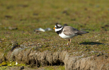 Bontbekplevier, Common Ringed Plover, Charadrius hiaticula