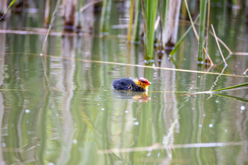 One nestling fulica atra bird swims in a pond among the reeds. Green reeds are reflected in the water.
