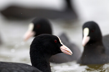 Meerkoet, Eurasian Coot, Fulica atra