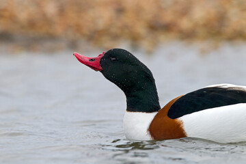 Bergeend; Common Shelduck; Tadorna tadorna