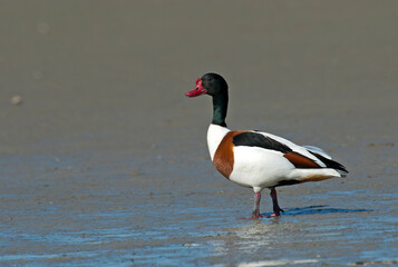 Bergeend; Common Shelduck; Tadorna tadorna