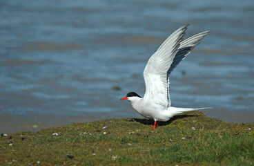 Visdief, Common Tern, Sterna hirundo