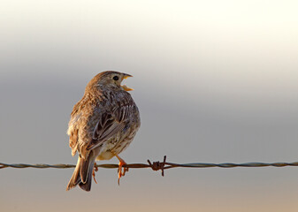 Grauwe Gors; Corn Bunting; Emberiza calandra