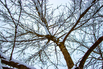 Snow on the tree branches. Winter View of trees covered with snow. The severity of the branches under the snow. Snowfall in nature