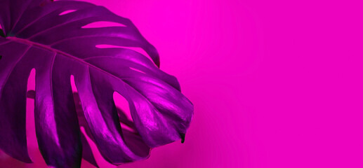 Neon magenta horizontal banner with tropical monstera leaves and space for text. Bright trendy banner for website or social networks. Monstera illuminated by an ultraviolet lamp.