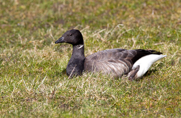 Rotgans, Dark-bellied Brent Goose, Branta bernicla