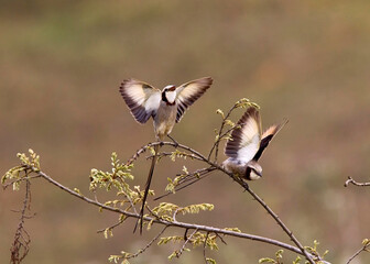 Lintstaarttiran, Streamer-tailed Tyrant, Gubernetes yetapa