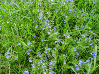 Floral simple background with beautiful gentle small blue meadow flowers of the birdwell-eye speedwell. Green juicy spring-summer grass and blue field flowers close-up - top view