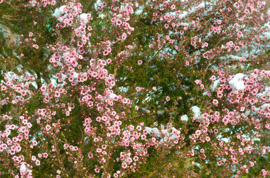 マヌカハニー の画像 112 件の Stock 写真 ベクターおよびビデオ Adobe Stock