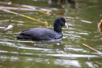 Fulica atra bird swims in the pond.