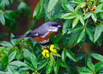 Roestborstboomgors, Bay-chested Warbling-Finch, Poospiza thoracica