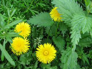 Four brightly yellow dandelion flowers, like the suns among the green young nettles and stems of the cleavers. Beautiful joyful spring floral background - young juicy greens - top view