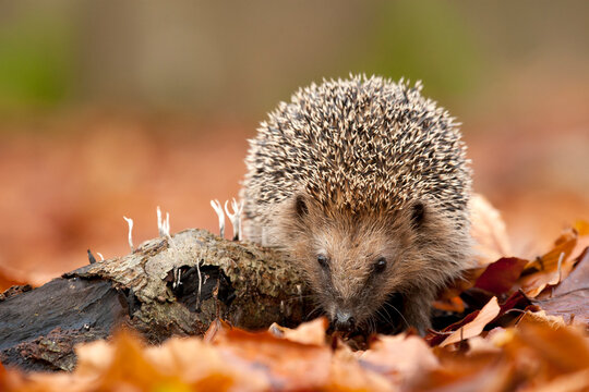 Europese Egel, European Hedgehog, Erinaceus europaeus