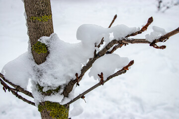 Snow on the tree branches. Winter View of trees covered with snow. The severity of the branches under the snow. Snowfall in nature