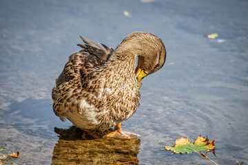 Stockente bei der Gefiederpflege