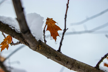Snow on the tree branches. Winter View of trees covered with snow. The severity of the branches under the snow. Snowfall in nature