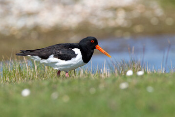 Scholeksters; Eurasian Oystercatcher; Haematopus ostralegus