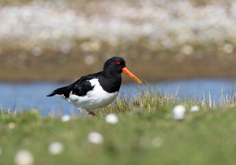 Scholeksters; Eurasian Oystercatcher; Haematopus ostralegus