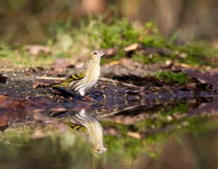 Sijs, Eurasian Siskin, Carduelis spinus