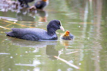 The fulica atra bird swims alongside its nestling in the pond. Green reeds are reflected in the water.