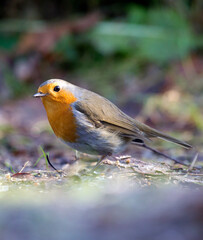 Roodborst; European Robin; Erithacus rubecula