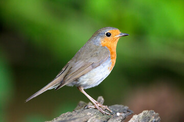 Roodborst; European Robin; Erithacus rubecula