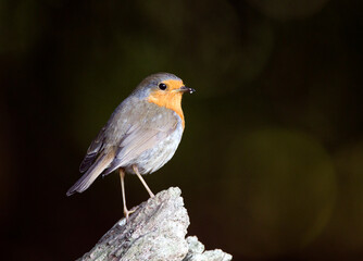 Roodborst; European Robin; Erithacus rubecula