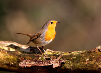 Roodborst; European Robin; Erithacus rubecula