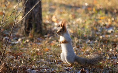 Forest squirrel in the autumn park.