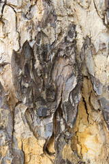 The bark of the big tree in the deep forest