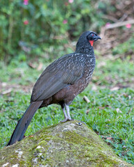 Witvoorhoofdsjakohoen, Rusty-margined Guan, Penelope superciliaris