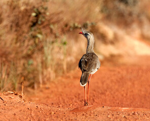 Kuifseriema, Red-legged Seriema, Cariama cristata