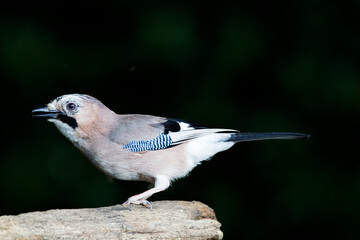 Gaai, Eurasian Jay, Garrulus glandarius