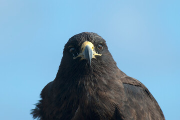 Galapagos Hawk, Galapagosbuizerd, Buteo galapagoensis