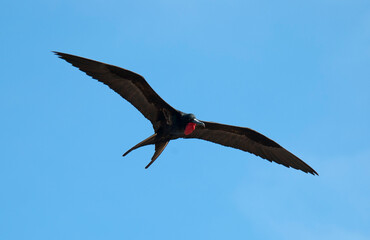 Great Frigatebird, Grote Fregatvogel, Fregata minor
