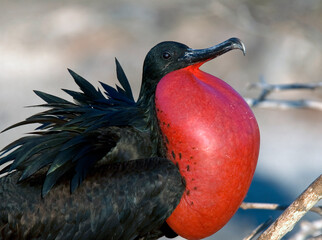 Great Frigatebird, Grote Fregatvogel, Fregata minor