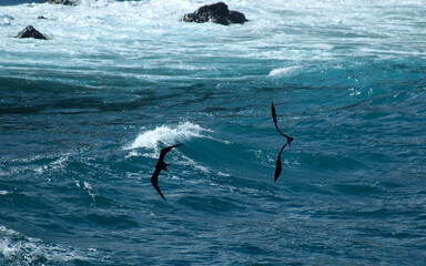 Fototapeta premium Great Frigatebird, Grote Fregatvogel, Fregata minor