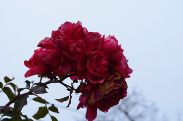 roses, the last autumn roses in the garden,selective focus, boke