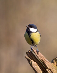 Koolmees, Great Tit, Parus major
