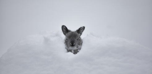 little gray rabbit in the snow