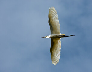 Grote zilverreiger, Great Egret, Ardea alba