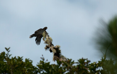 Grote Vasapapegaai, Vasa Parrot, Coracopsis vasa
