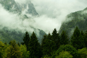 Misty morning in the mountains
